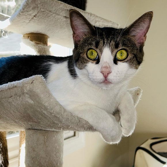 Shop to Support Kitties!💕🐾My Cause for PAWS🐾!💕 - Picture 4 of 17